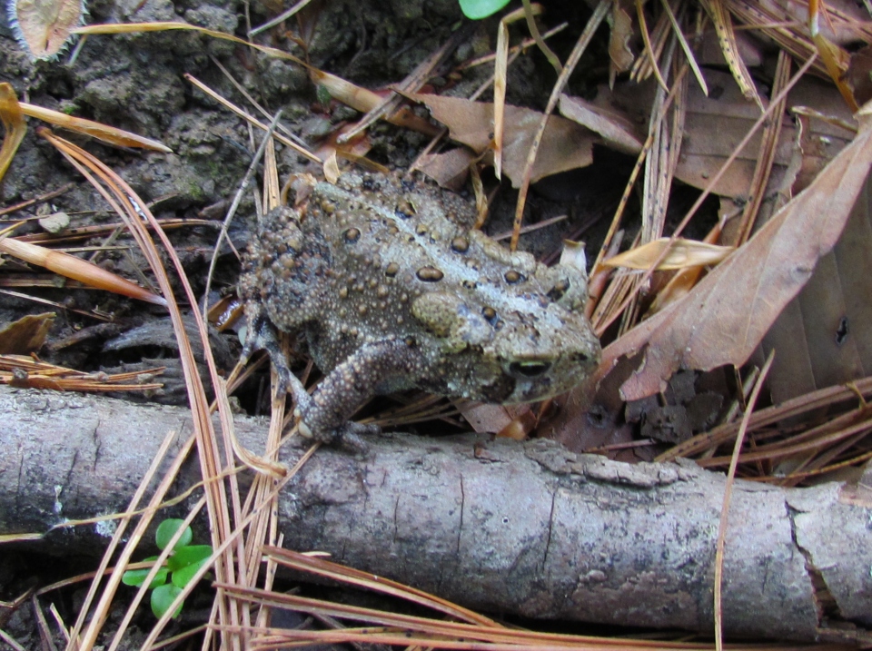 American Toad